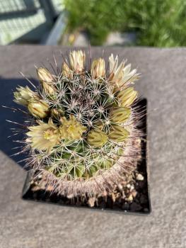 Mammillaria T10 gelb